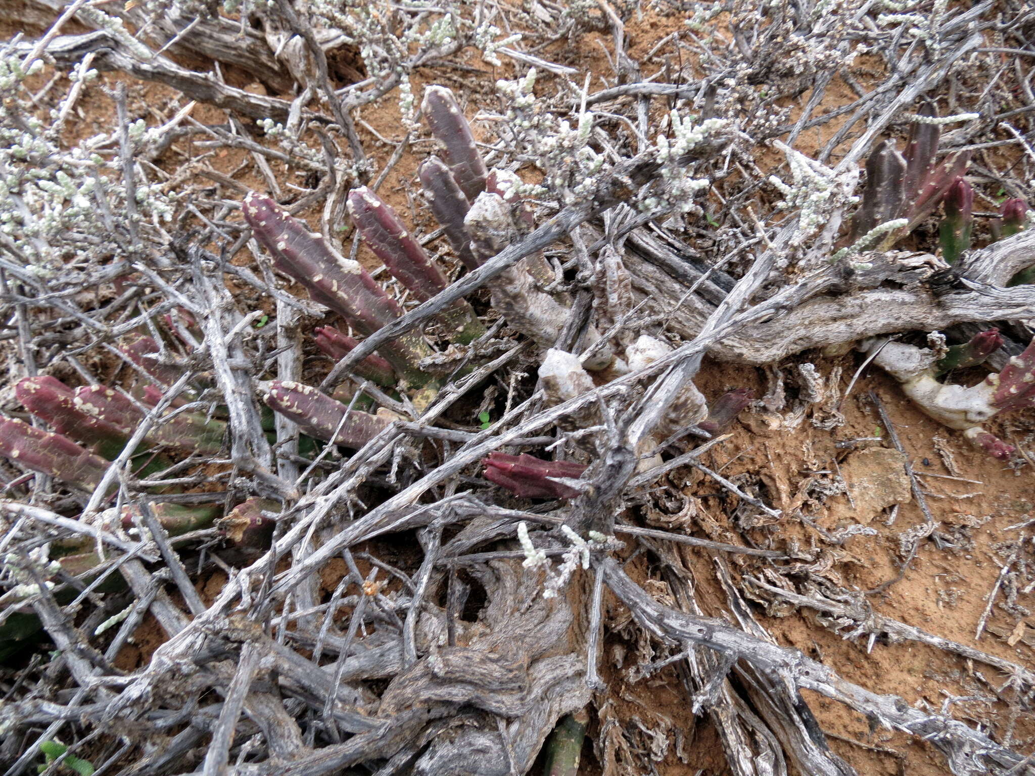 Image of Ceropegia pulvinata var. gariepensis (Pillans) Bruyns