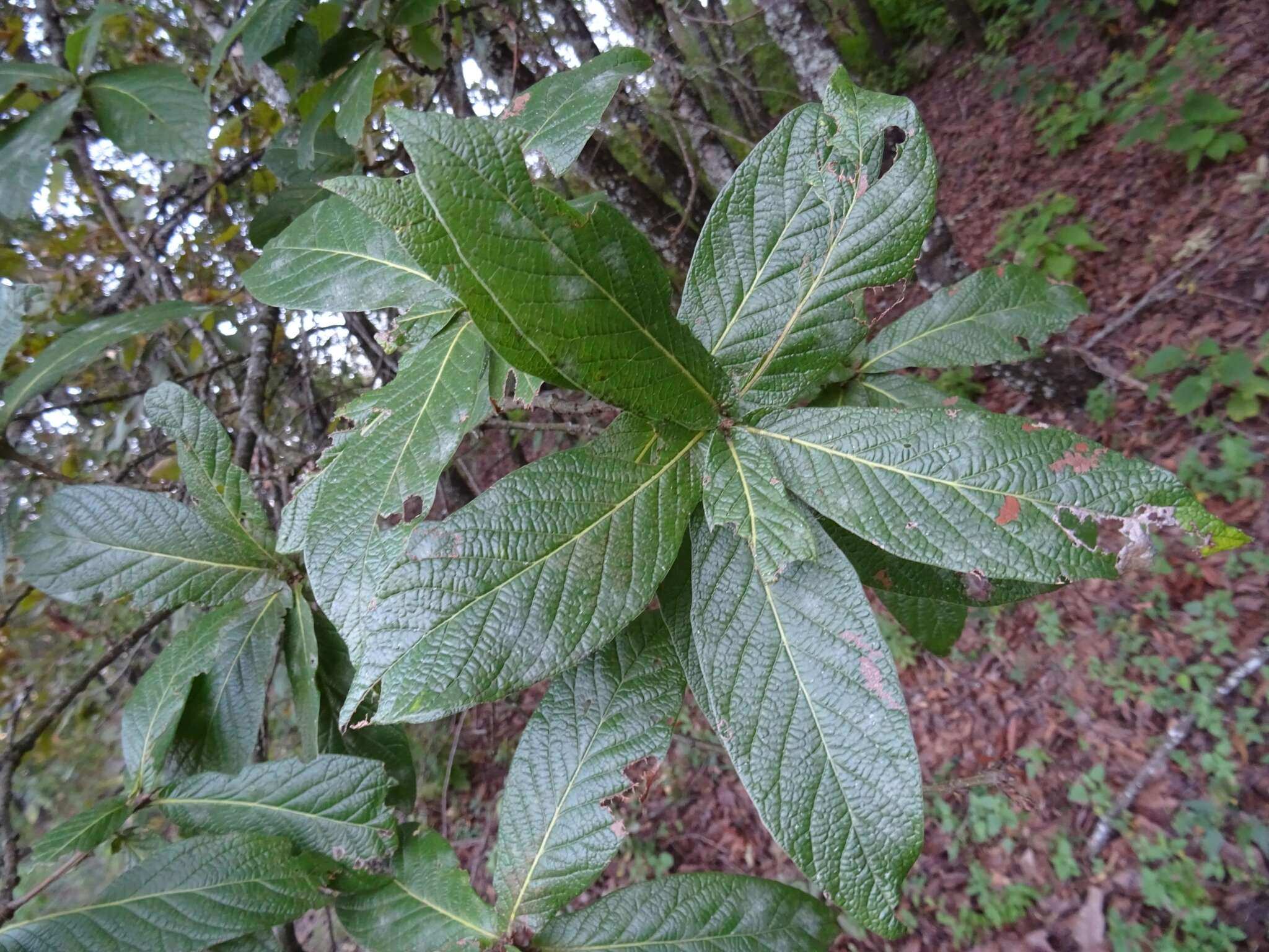 Image of Encino de asta