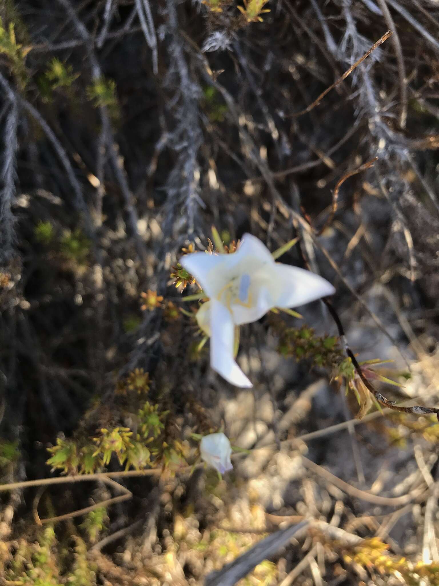 Image of Roella prostrata E. Mey. ex A. DC.