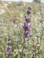 Nepeta curviflora Boiss. resmi