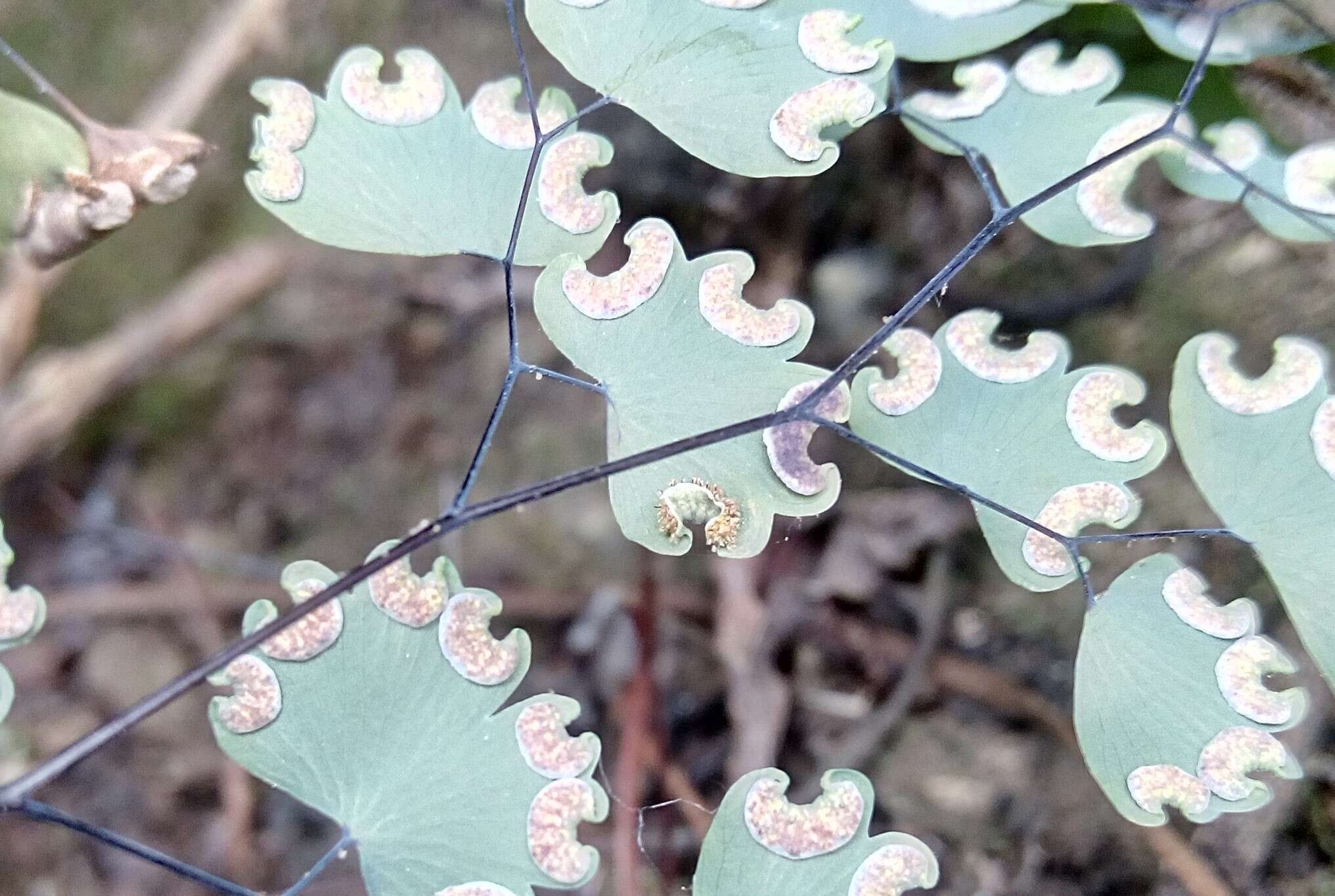 Image of Adiantum poiretii Wikstr.