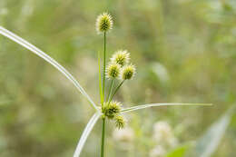 Image of globe flatsedge