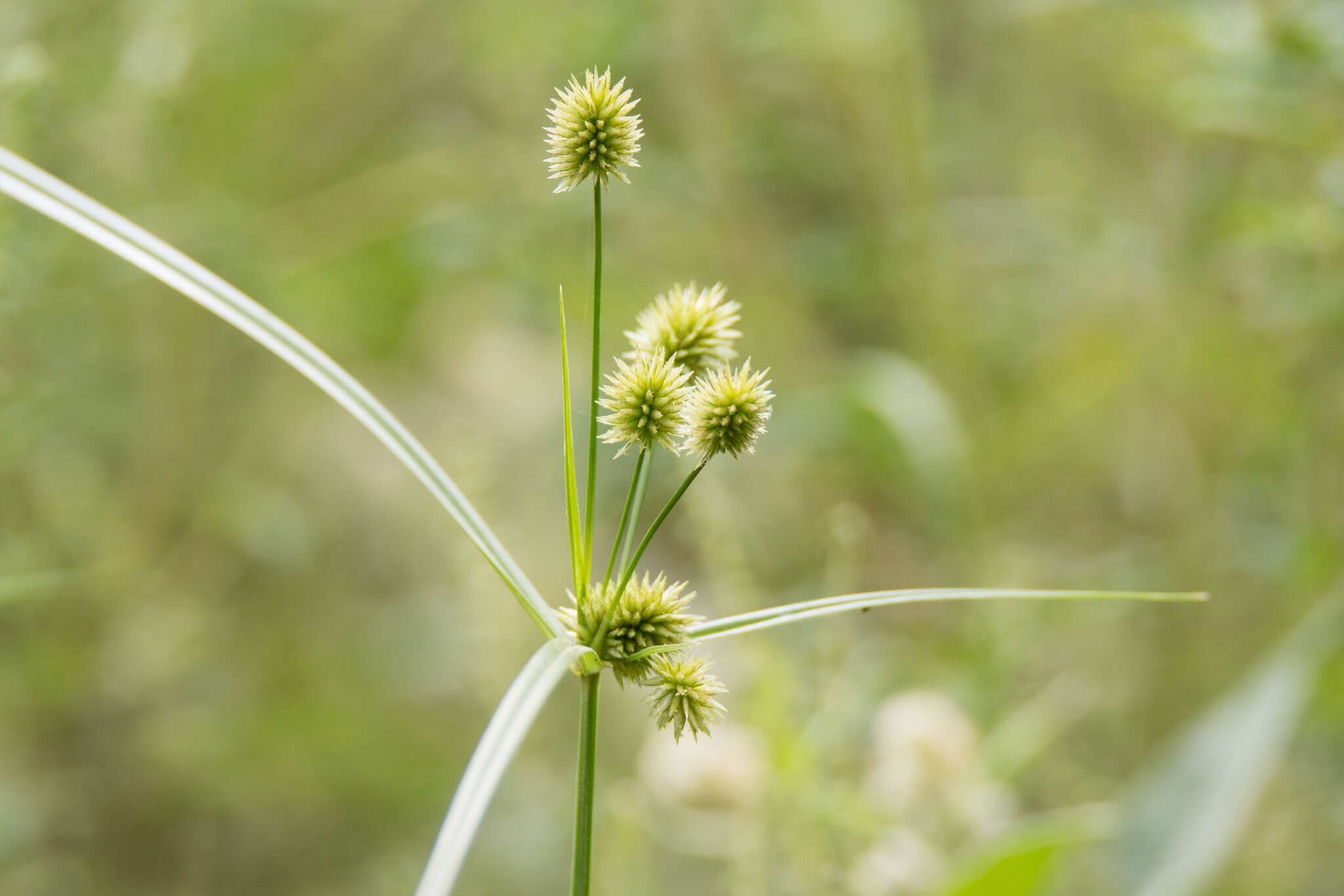 Image of globe flatsedge