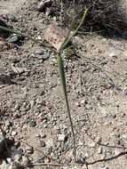 Image de Eriogonum deflexum var. baratum (Elmer) Reveal