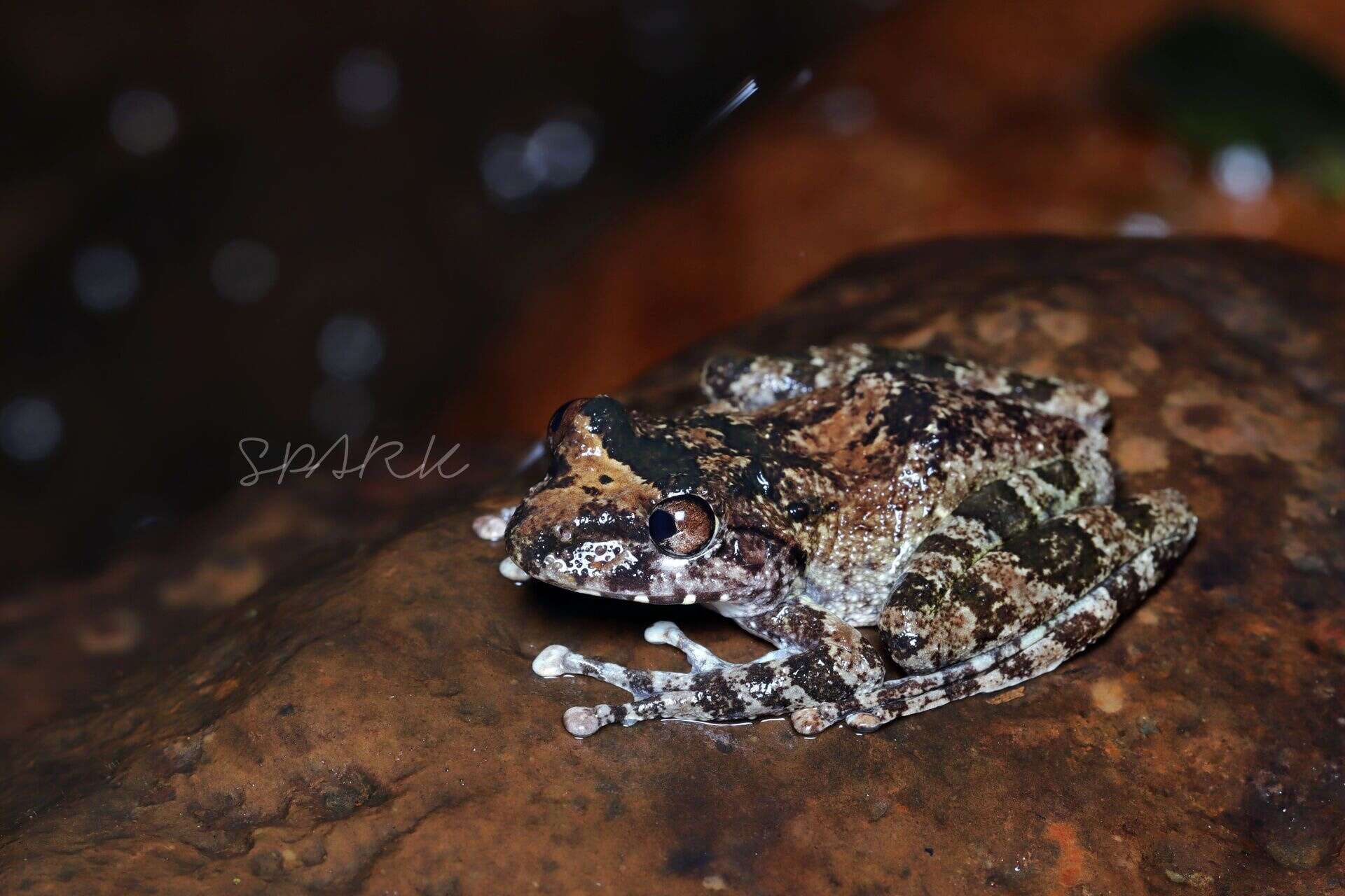 Image of Buergeria oxycephala (Boulenger 1900)