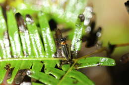 Image of Luciola curtithorax Pic 1928