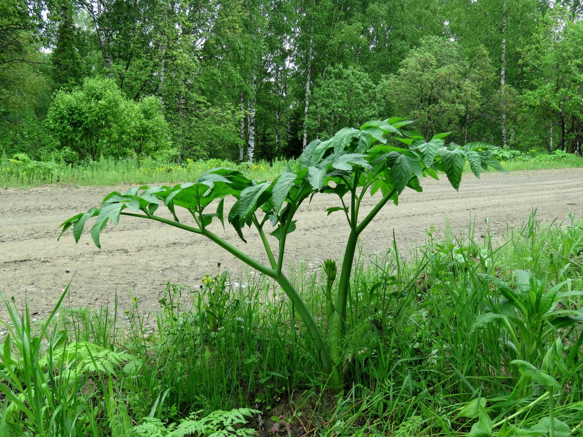 Angelica decurrens (Ledeb.) B. Fedtsch. resmi