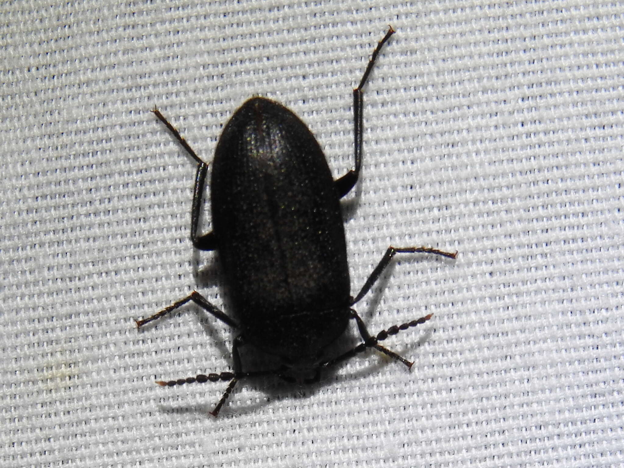 Image of Velvety Bark Beetle