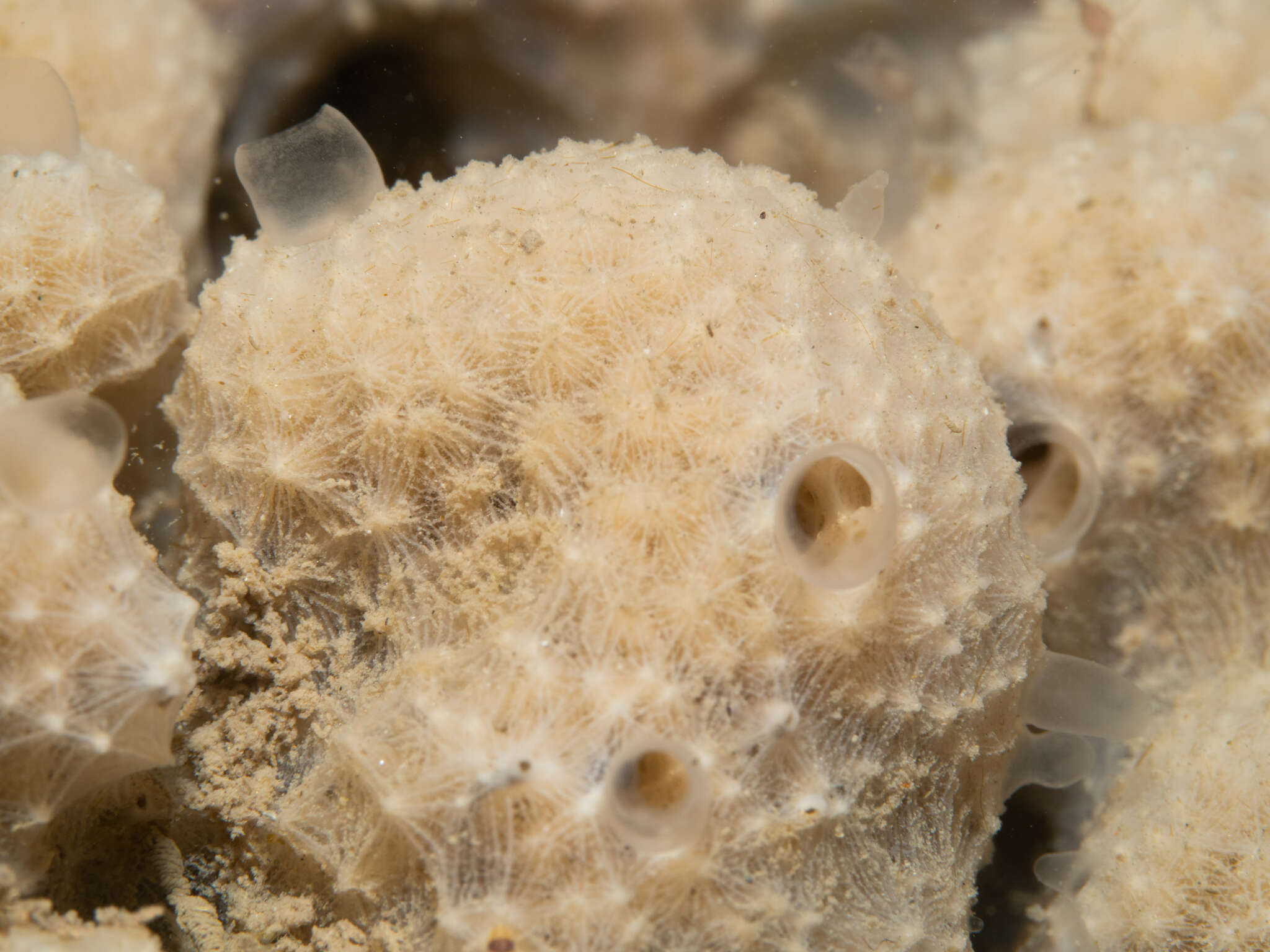 Image of brittle horny sponge