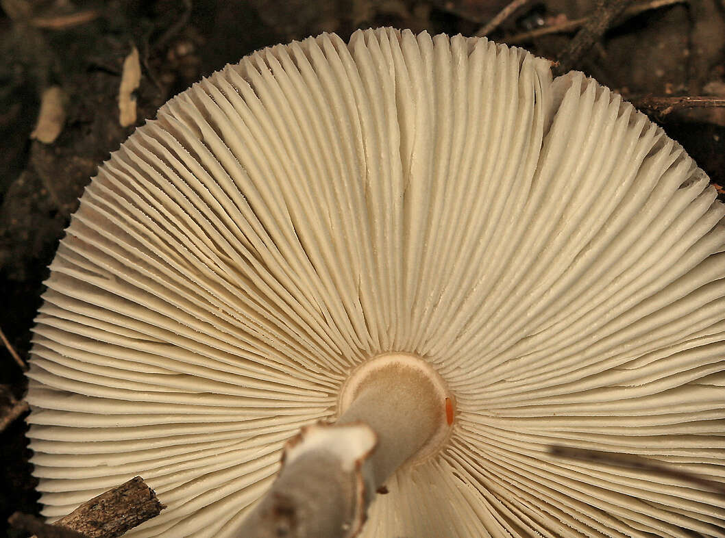 Leucoagaricus rubrotinctus (Peck) Singer 1948 resmi