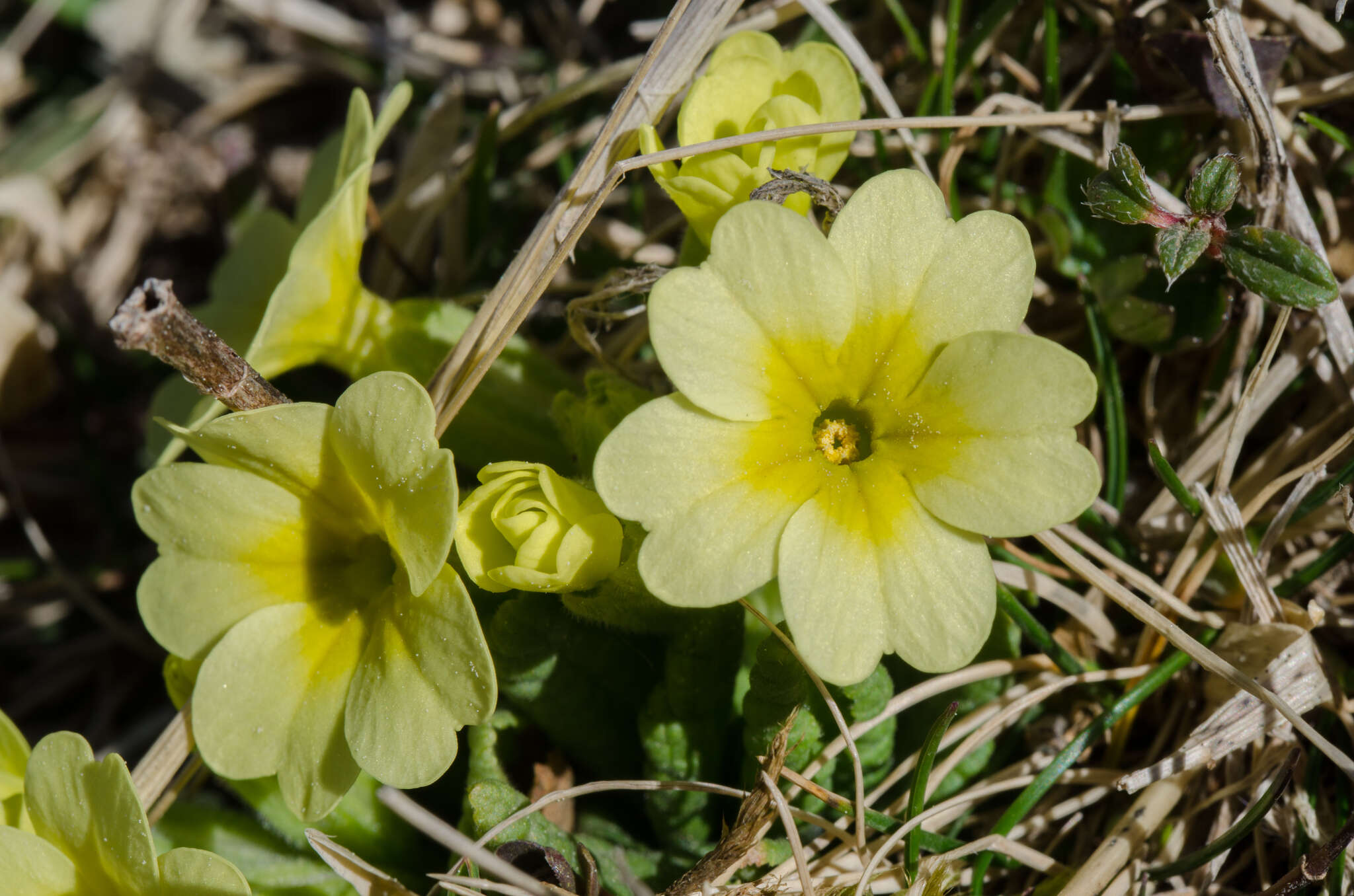 Plancia ëd Primula intricata Gren. & Godron