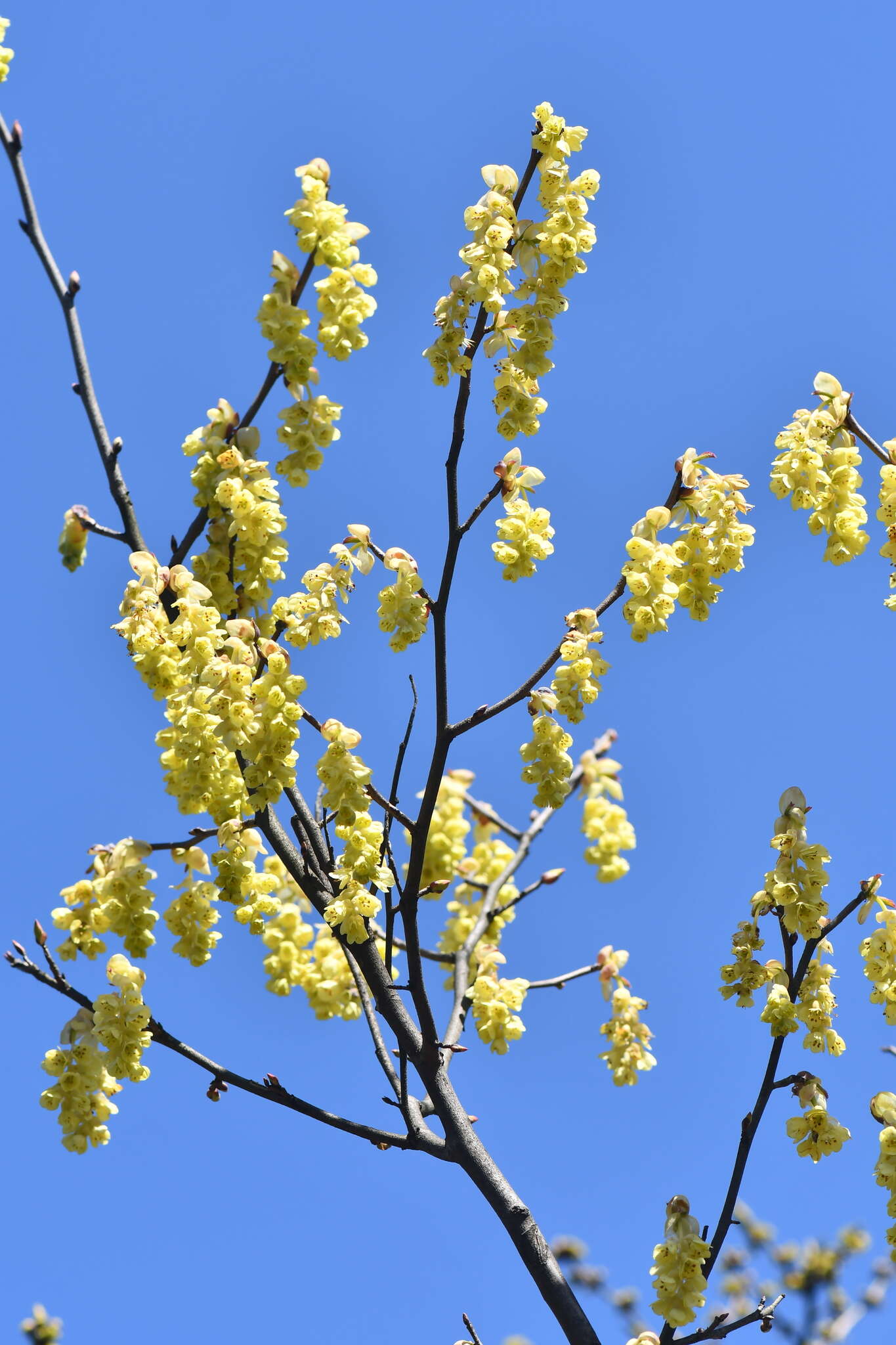 Image of winter hazel