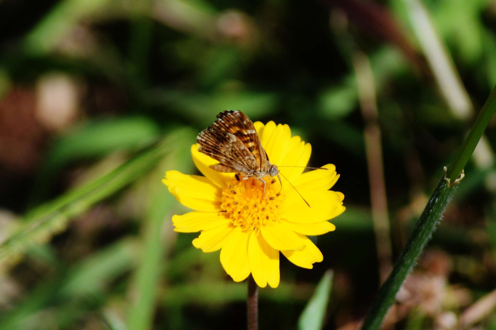 Image of Aricoris epulus