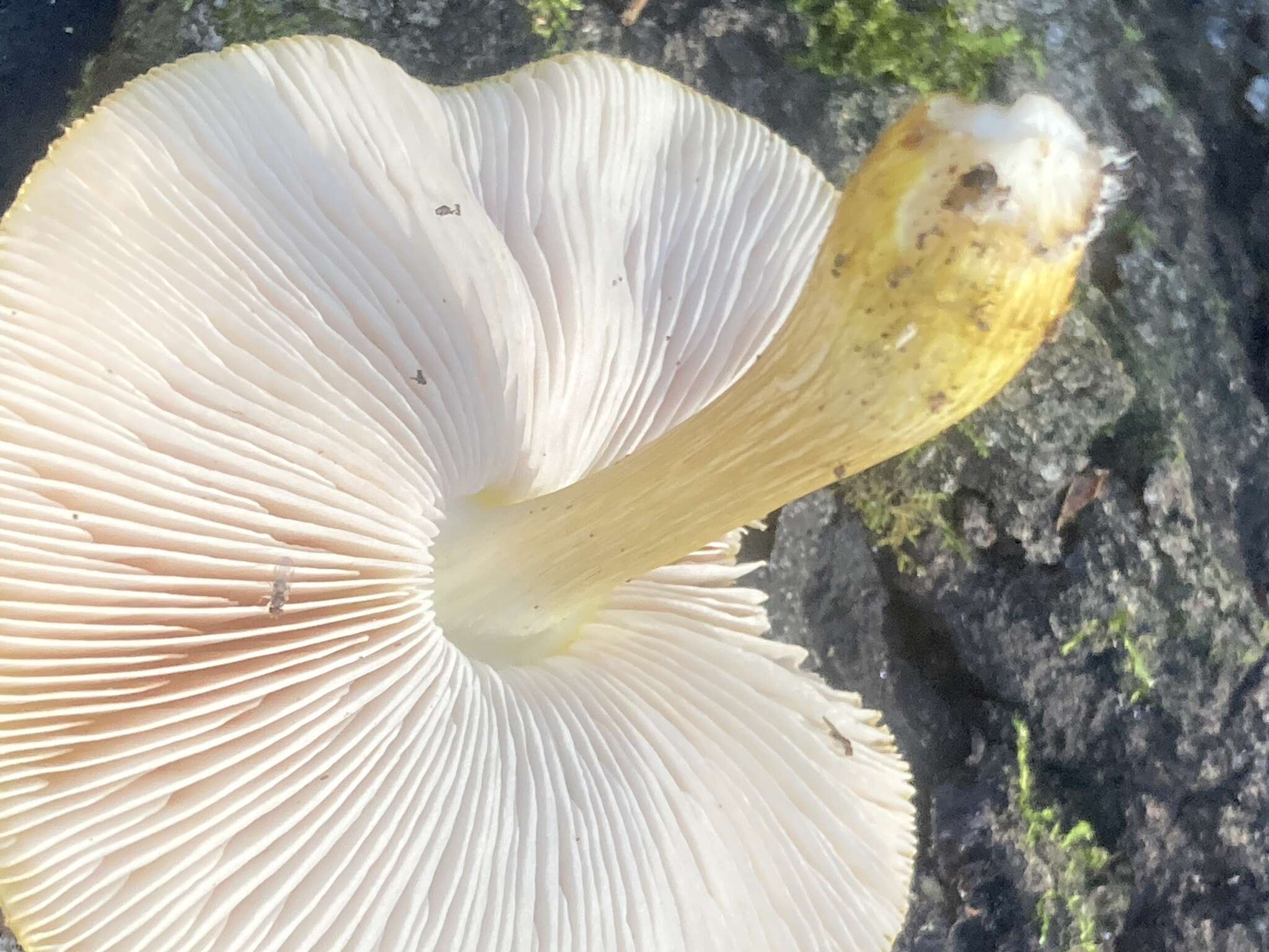 Image of Pluteus mammillatus (Longyear) Minnis, Sundb. & Methven 2006