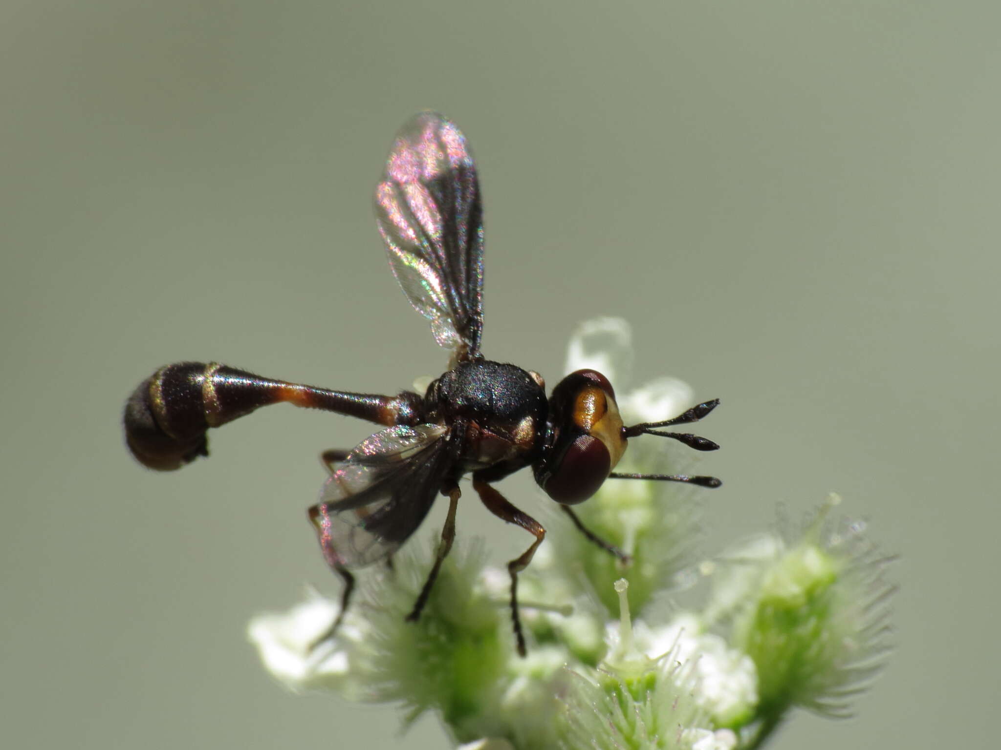 Image of Physocephala pusilla (Meigen 1824)