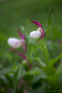 Image of Cypripedium ventricosum Sw.