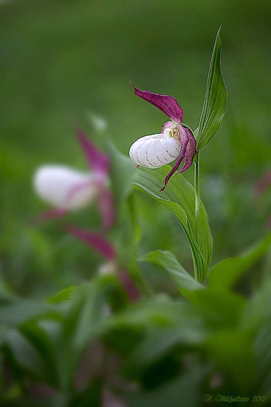 Image of Cypripedium ventricosum Sw.