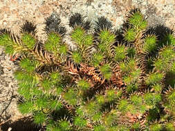 Image of Hansen's spikemoss