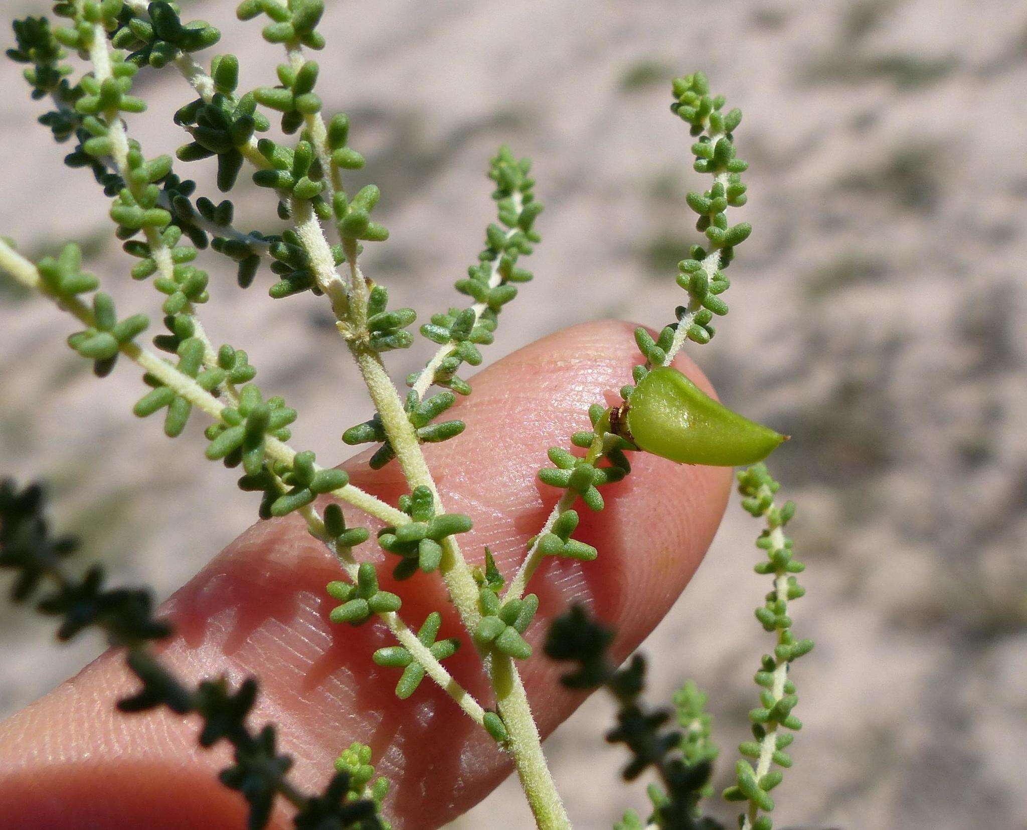 Слика од Aspalathus obtusifolia R. Dahlgren