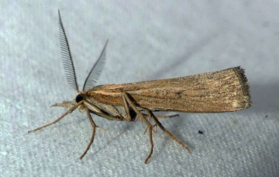 Image of Woolly Grass-veneer Moth