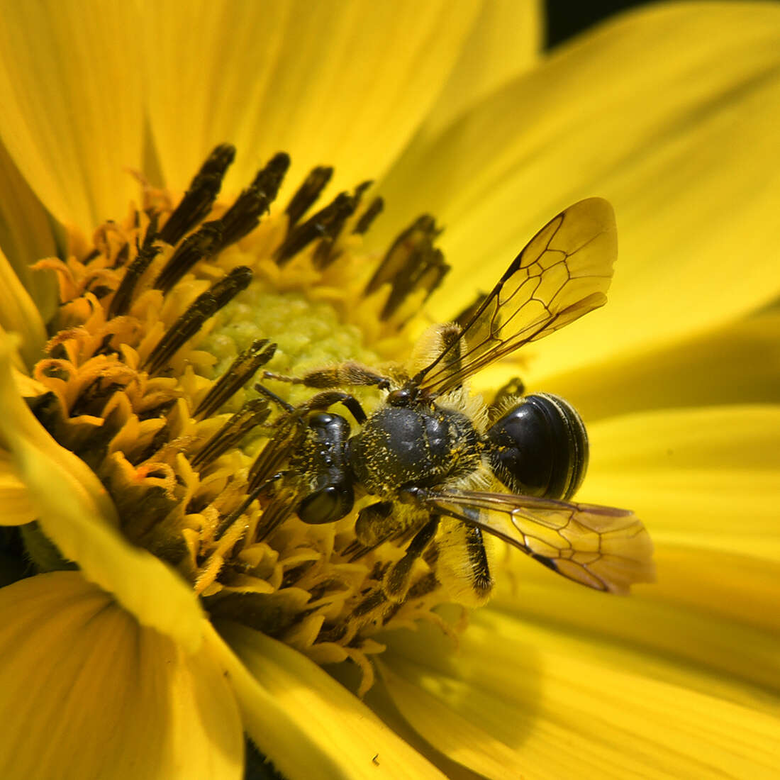 Image de Andrena aliciae Robertson 1891