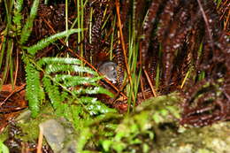 Image of Taiwan Field Mouse