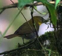 Image of Yellow-throated Bush Tanager