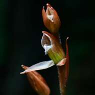 Image of Heart-leaf Beak Goodyera