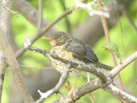 Image of Plumbeous-backed Thrush