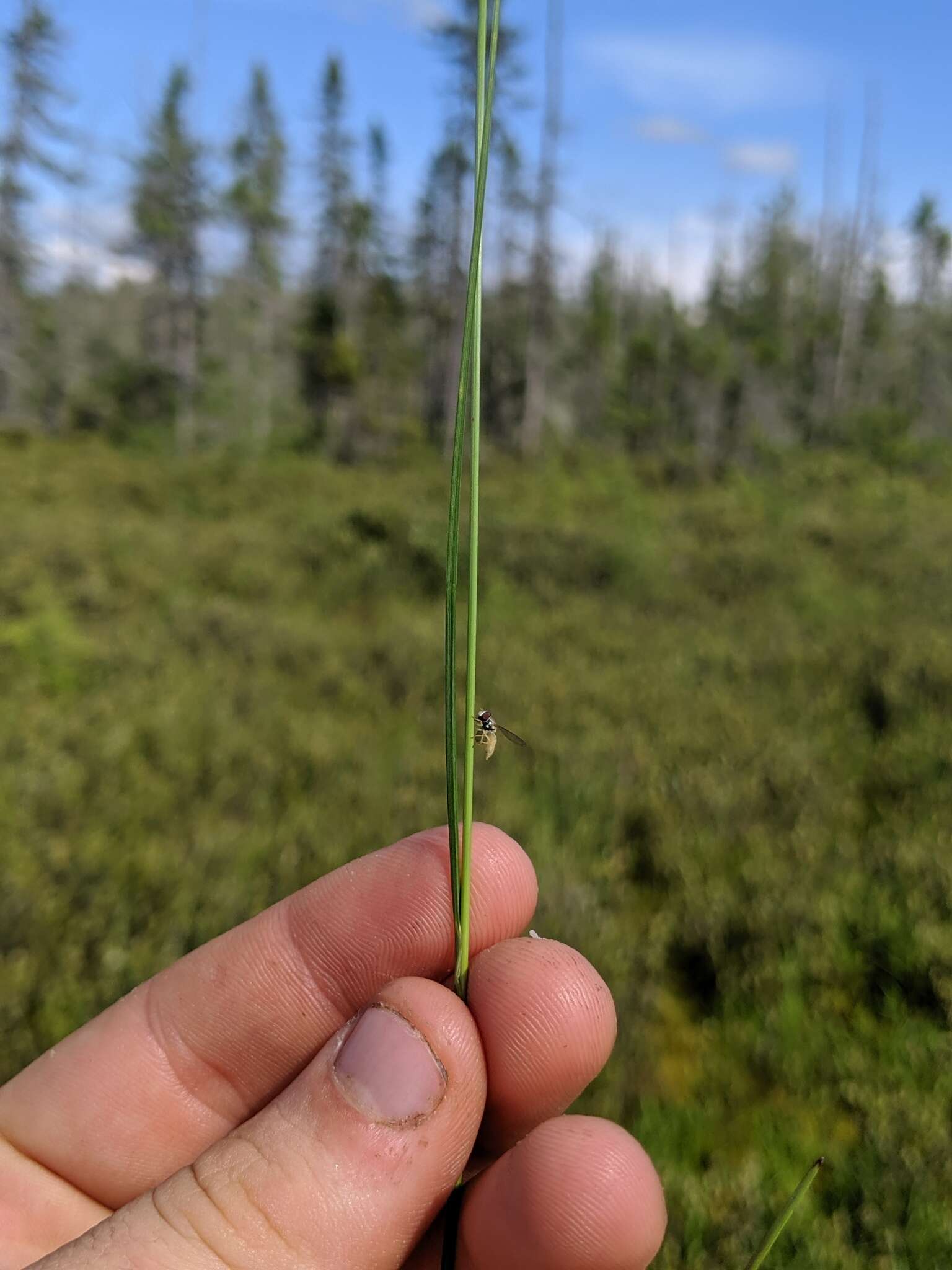 Image of Few-Nerve Cotton-Grass