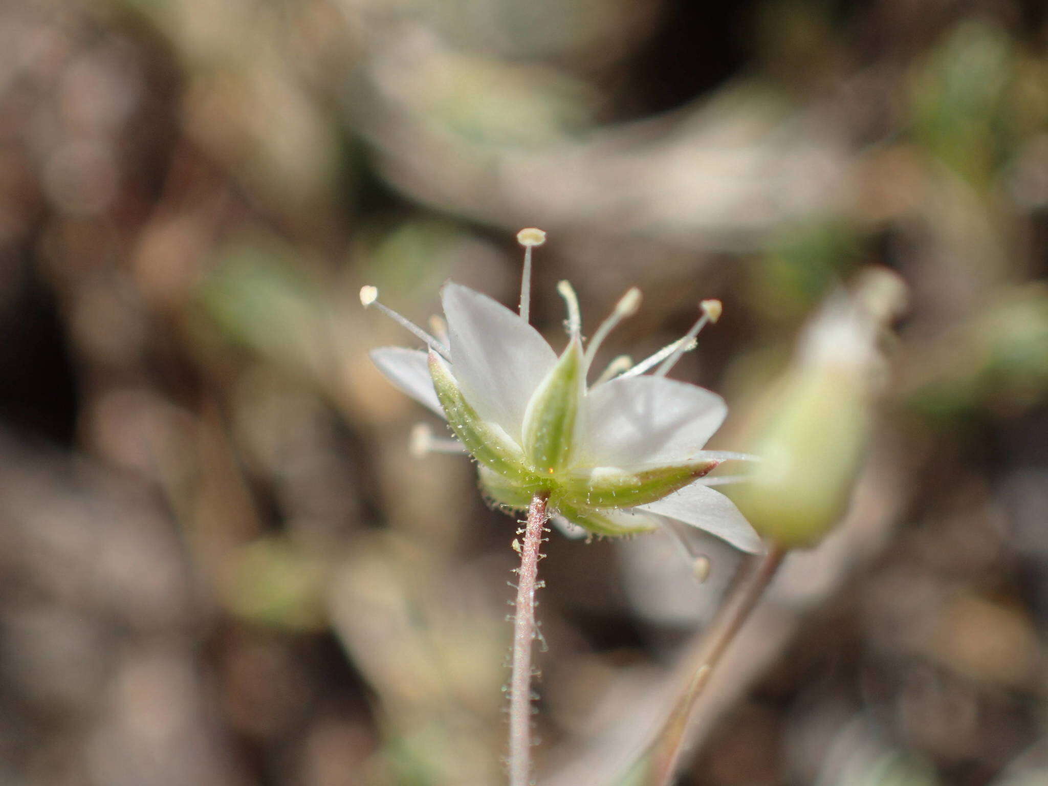 Imagem de Sabulina attica subsp. attica