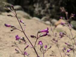 Image of Lone Pine beardtongue