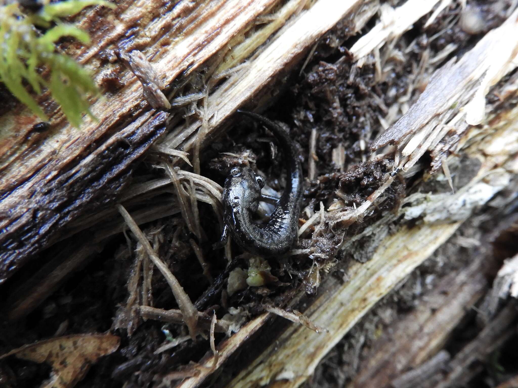 Image of Plethodon welleri Walker 1931