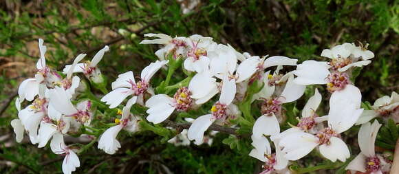 Image of Eriocephalus africanus var. paniculatus (Cass.) M. A. N. Müll.