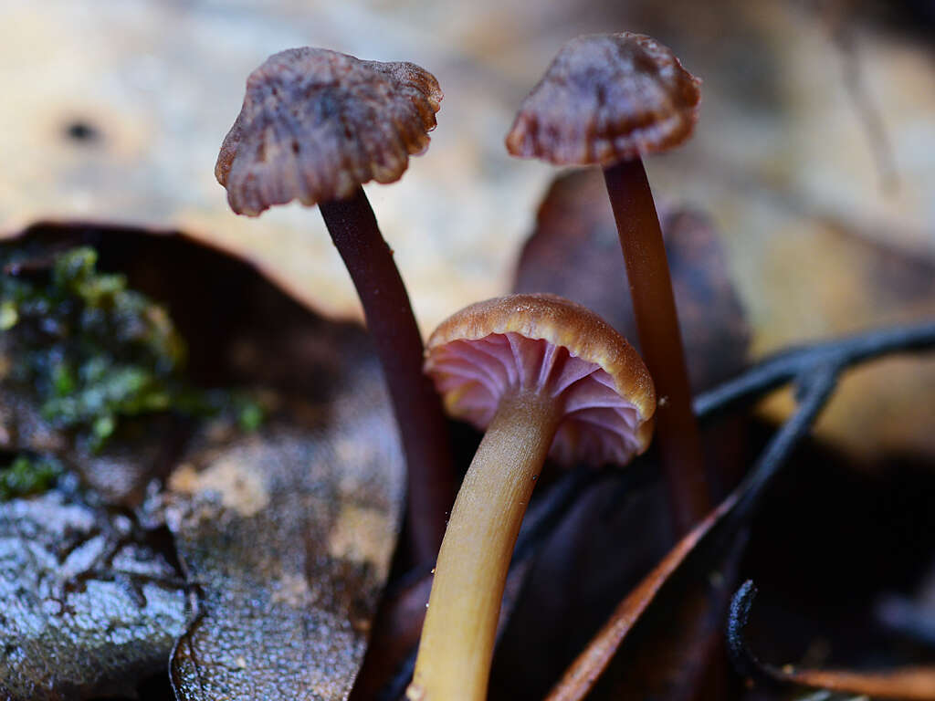 Image of Hygrocybe keithgeorgei (G. Stev.) E. Horak 1971