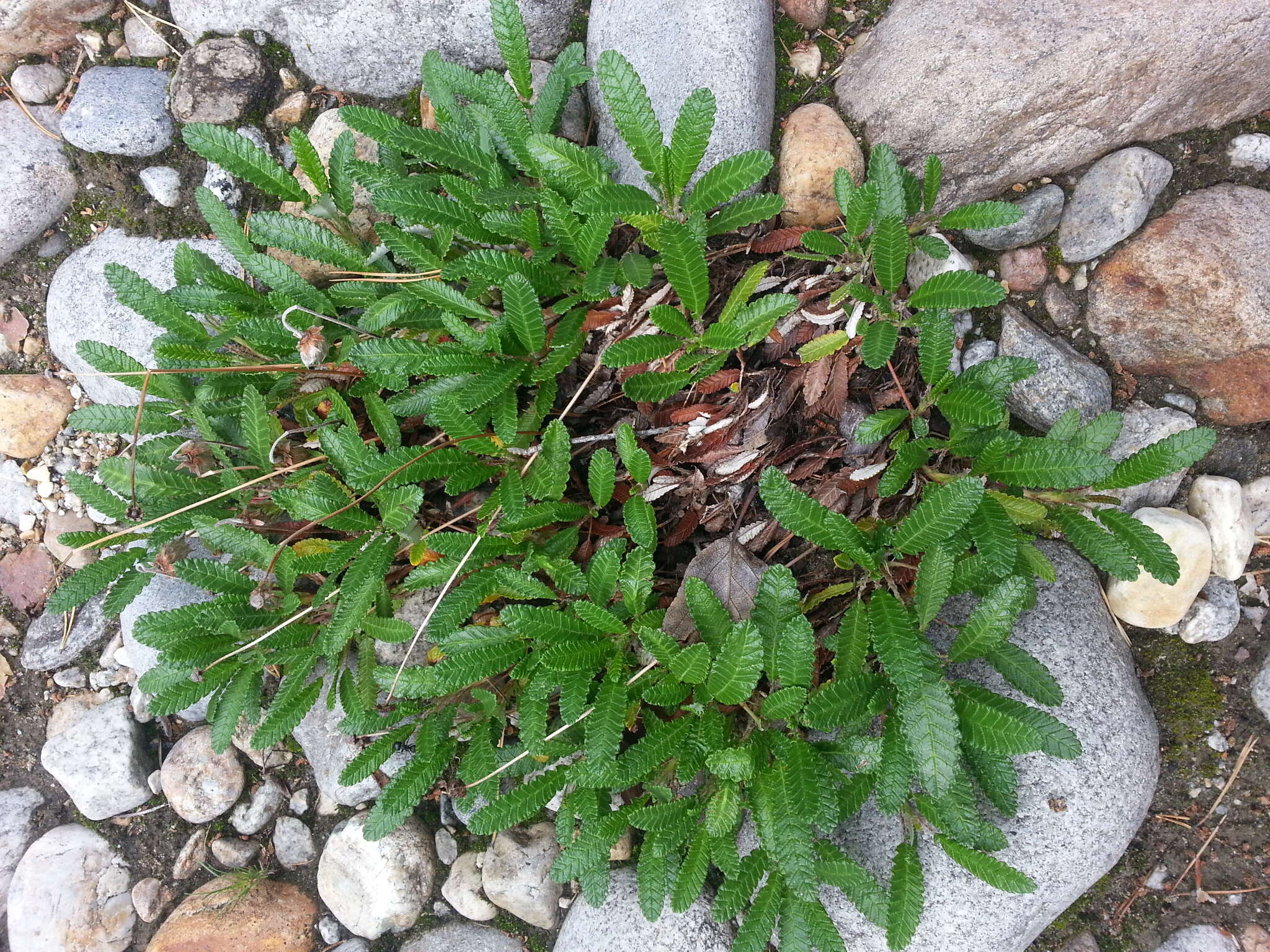 Image of eightpetal mountain-avens