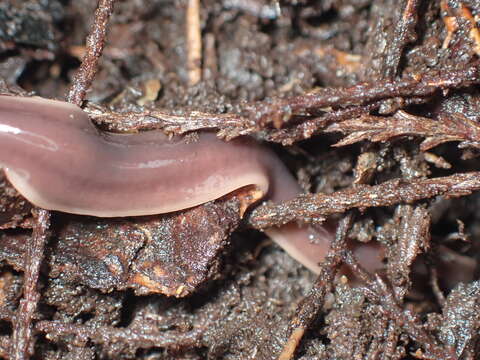 Image of Arthurdendyus australis (Dendy 1894)