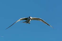 Image of Sandwich Tern