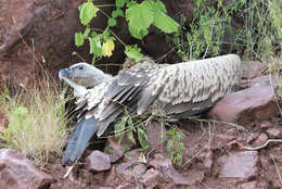 Image of Cape Griffon