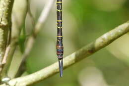 Image of Mangrove Darner