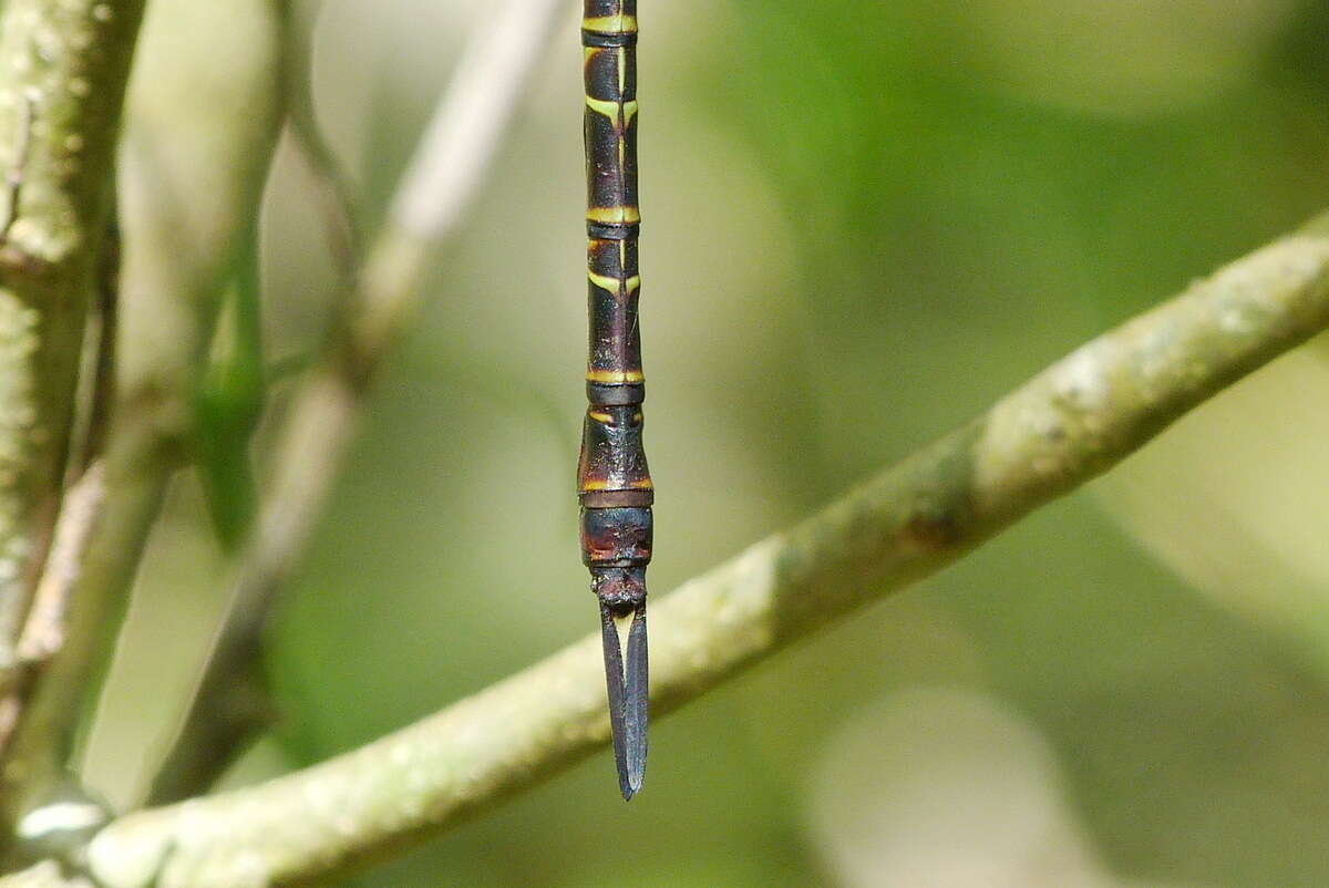 Imagem de Coryphaeschna viriditas Calvert 1952