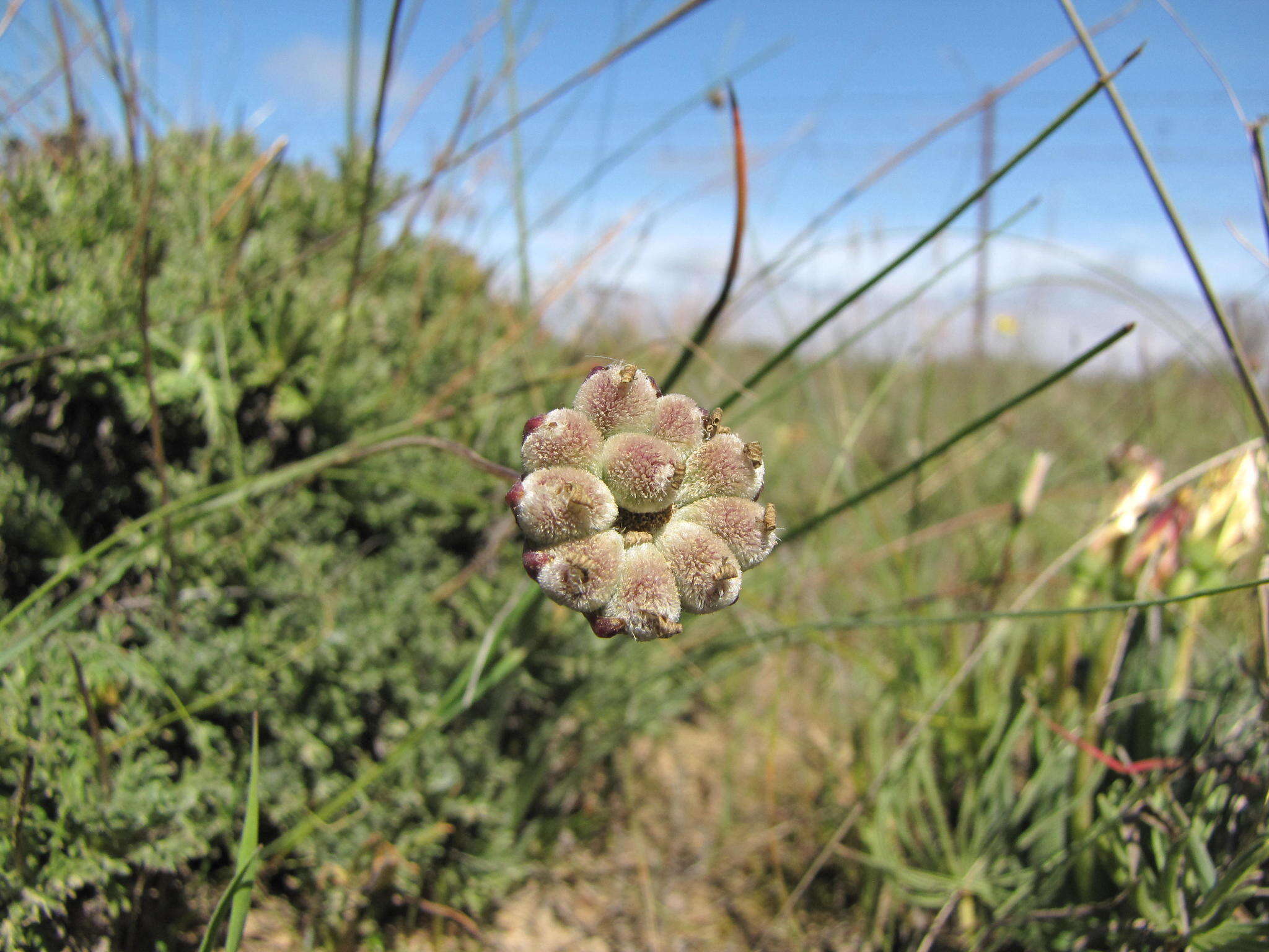 Imagem de Euryops mirus B. Nordenst.