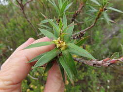 صورة Cliffortia lanceolata Weim.