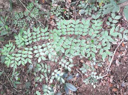 Imagem de Caesalpinia vernalis Benth.