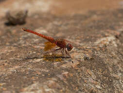 Image of Russet Dropwing