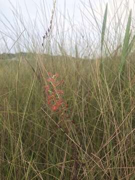 Image of Drosera elongata Exell & Laundon