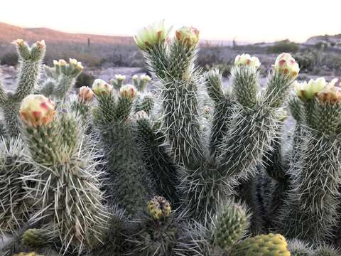 Image of Cylindropuntia bigelovii var. ciribe (Engelm. ex J. M. Coult.) Rebman