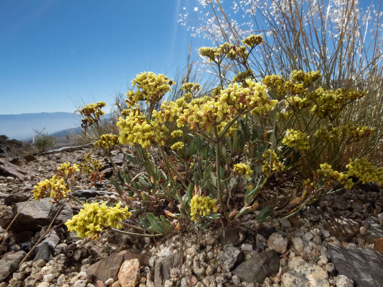 Imagem de Eriogonum microtheca var. ambiguum (M. E. Jones) Reveal