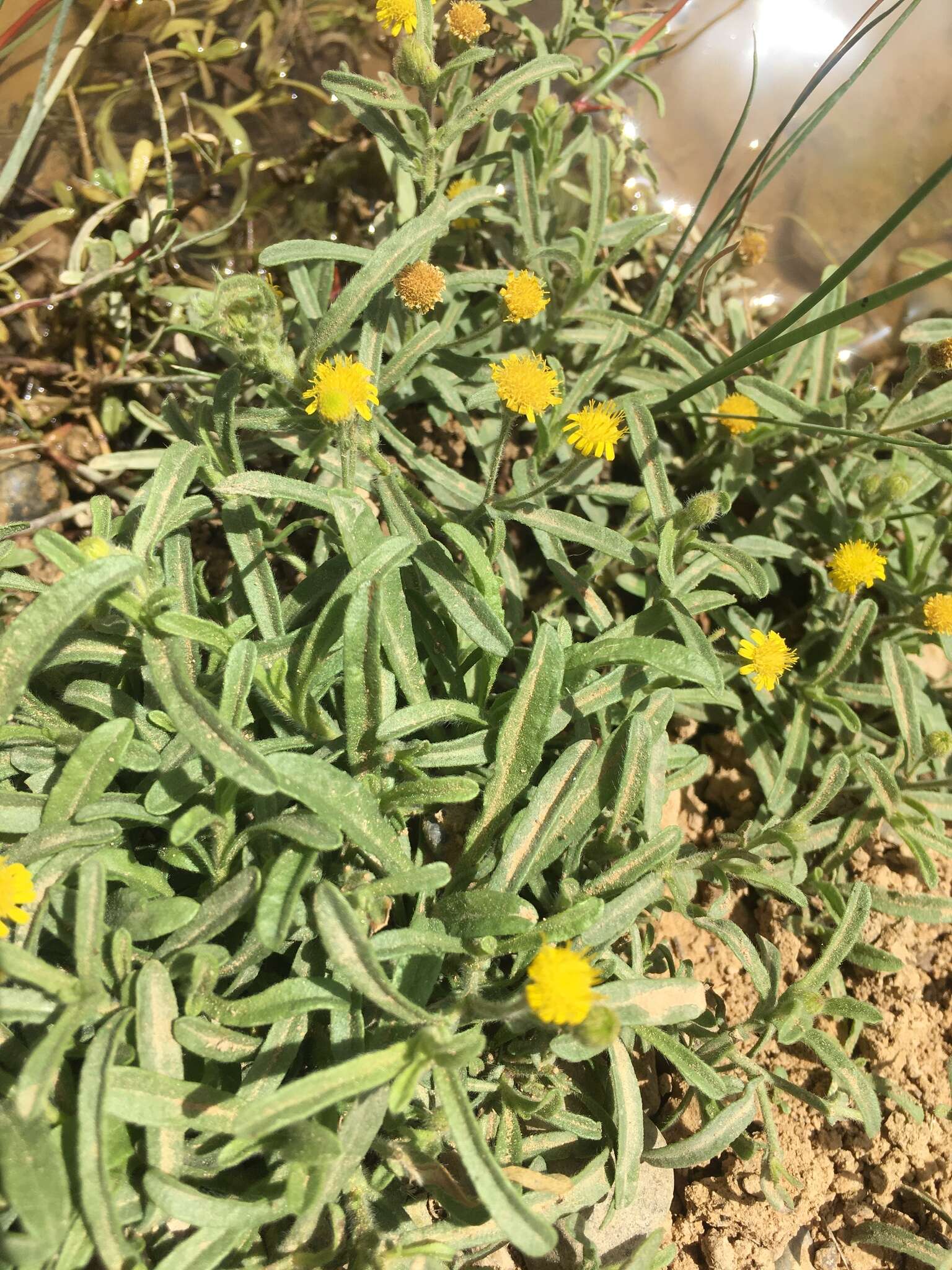 Image of Pulicaria inuloides (Poir.) DC.