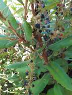 Image of Comarostaphylis longifolia (Benth.) Klotzsch